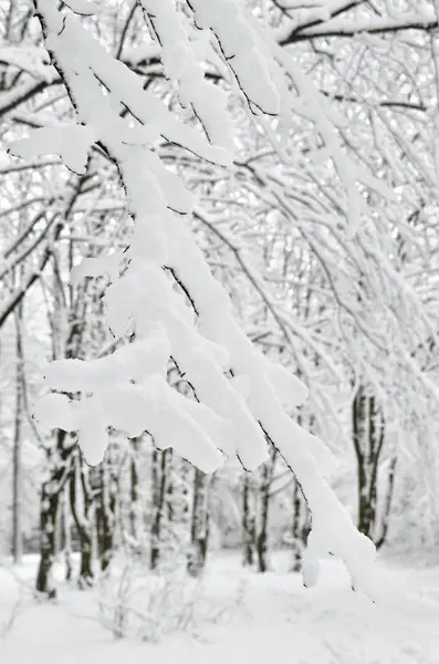 冬の庭で雪に覆われた木 — ストック写真