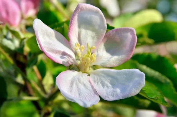 Young Apple Tree Flowers Spring Garden — Stock Photo, Image
