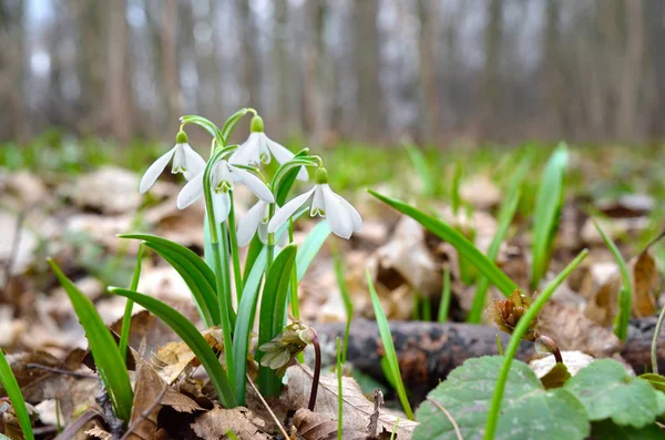 First Snowdrops Forest Spring — Stock Photo, Image