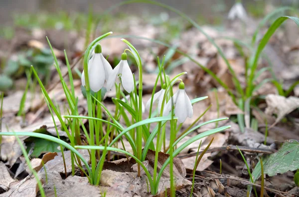 First Snowdrops Forest Spring — Stock Photo, Image