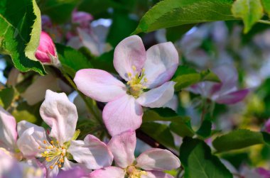 Bahar bahçede genç elma ağacı çiçek