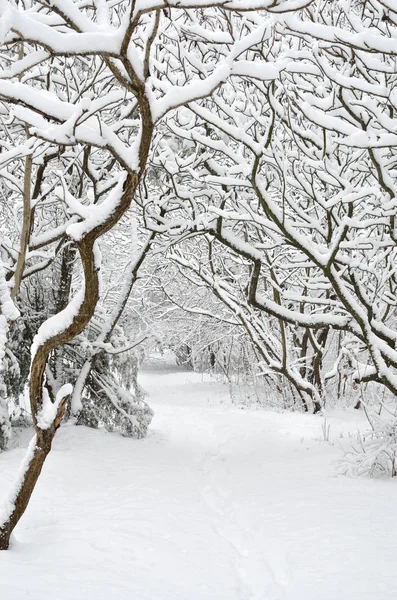 Alberi Coperti Neve Nel Giardino Inverno — Foto Stock