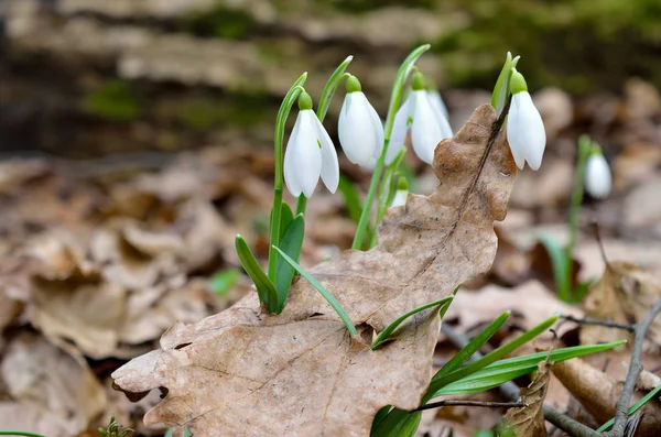 First Snowdrops Forest Spring — Stock Photo, Image