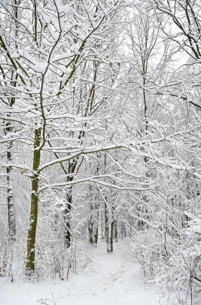 Arbres Couverts Neige Dans Jardin Hiver — Photo