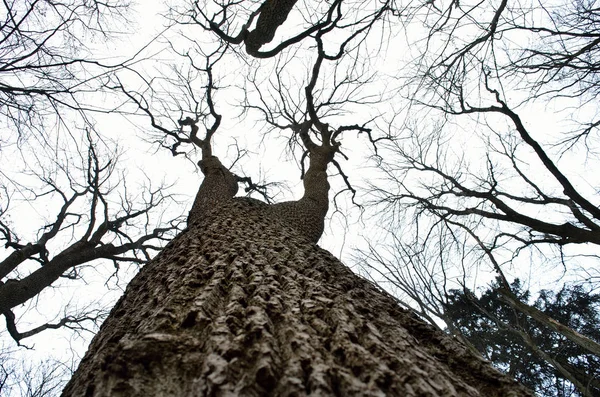 Ramos Árvores Nuas Contra Fundo Céu Nublado — Fotografia de Stock