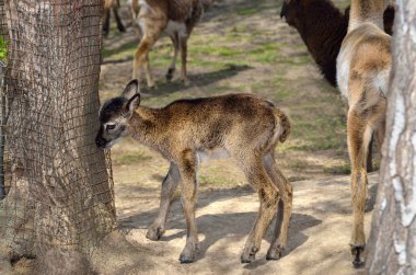 Moufflon genç kuzu hayvanat bahçesinde yürür