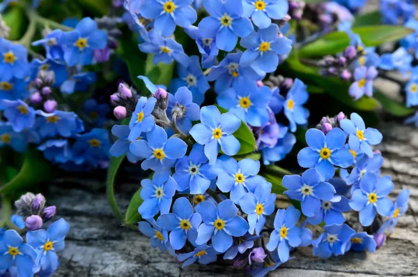 Buquê Azul Esqueça Fundo Madeira — Fotografia de Stock