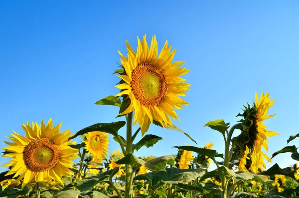 Junge Sonnenblumen Blühen Auf Dem Feld Vor Blauem Himmel — Stockfoto