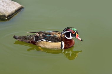 Güzel mandarin ördekleri gölde yüzmek