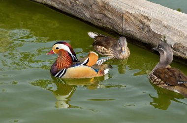 Güzel mandarin ördekleri gölde yüzmek