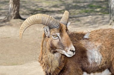 Yetişkin vahşi erkek moufflon mera üzerinde.