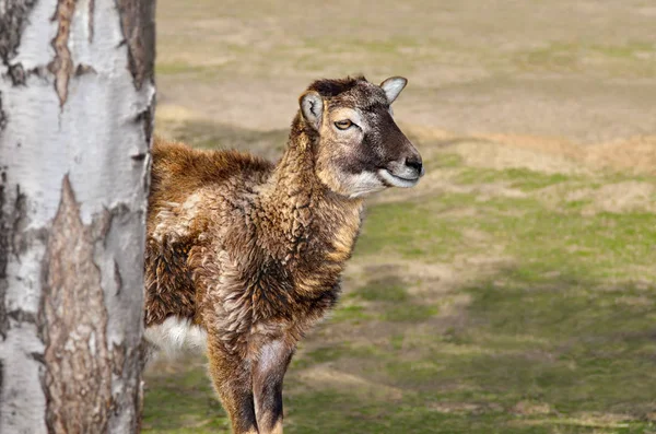 Moufflon Genç Kuzu Hayvanat Bahçesinde Yürür — Stok fotoğraf