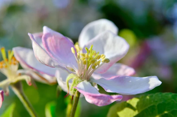 Young Apple Tree Flowers Spring Garden — Stock Photo, Image