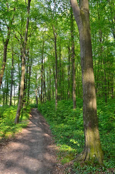 森の背の高い緑の木々 の中でパス — ストック写真