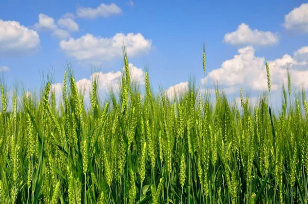 青い空を背景に穀物の若い耳 — ストック写真