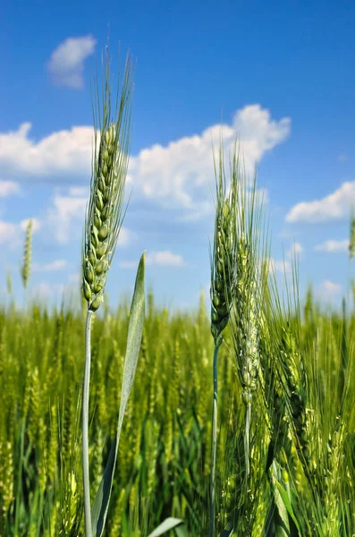 Jeunes Épis Grain Contre Ciel Bleu — Photo