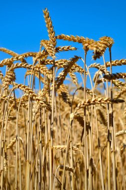 Mavi gökyüzü olgun buğday alan. Ukrayna bayrağı renkleri.