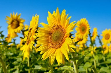 Genç ayçiçeği çiçeklenme alanında mavi gökyüzü karşı