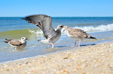 Doğal ortamlarında büyük Karadeniz martılar.