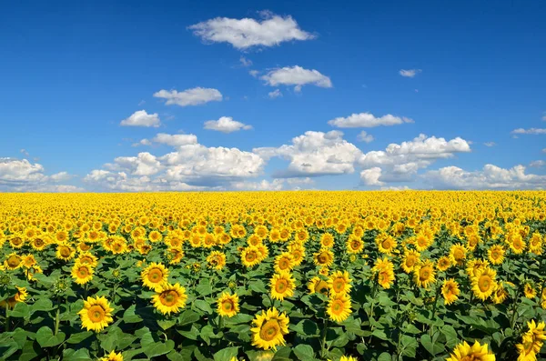 Field Yellow Sunflowers Blue Sky — Stock Photo, Image