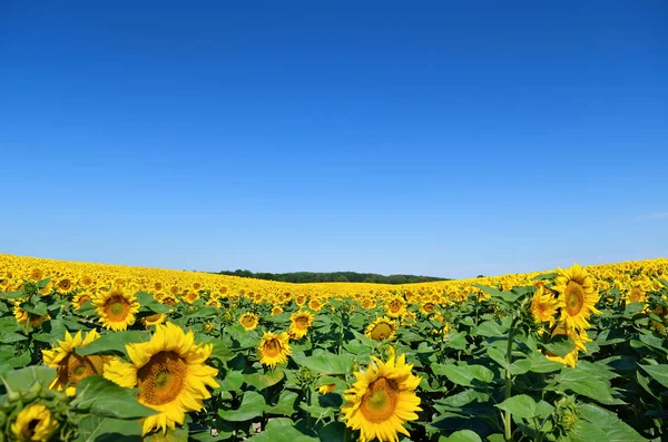 Gebied Van Gele Zonnebloemen Tegen Blauwe Hemel — Stockfoto