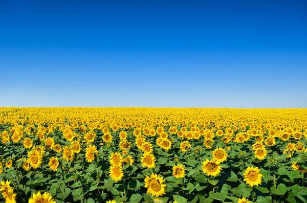 Campo Girassóis Amarelos Contra Céu Azul — Fotografia de Stock