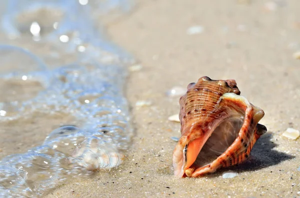 Sea Waves Wash Seashells Beach — Stock Photo, Image