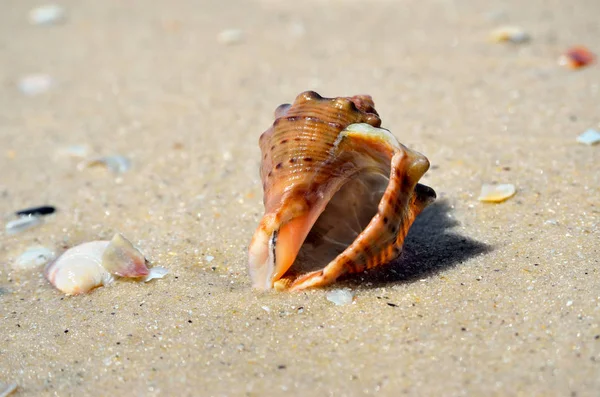 Sea Waves Wash Seashells Beach — Stock Photo, Image