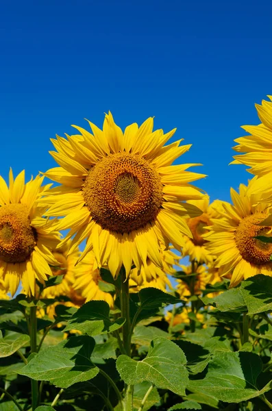 Gele Zonnebloemen Groeien Het Veld Landbouwgewassen — Stockfoto