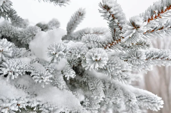 Fichtennadeln Winterwald Mit Frost Bedeckt — Stockfoto