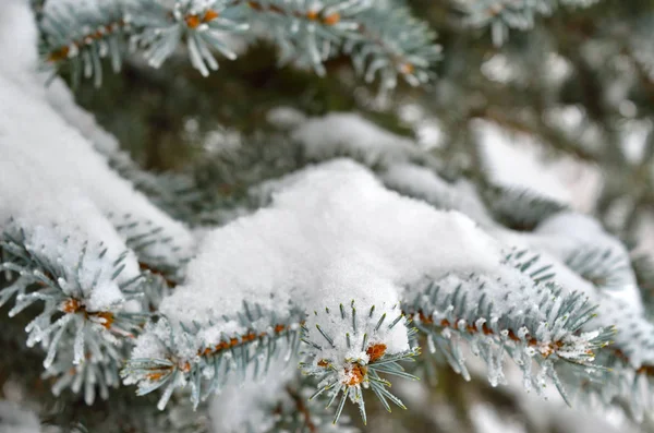 Frost Kış Ormanda Çam Iğneleri Kaplı — Stok fotoğraf