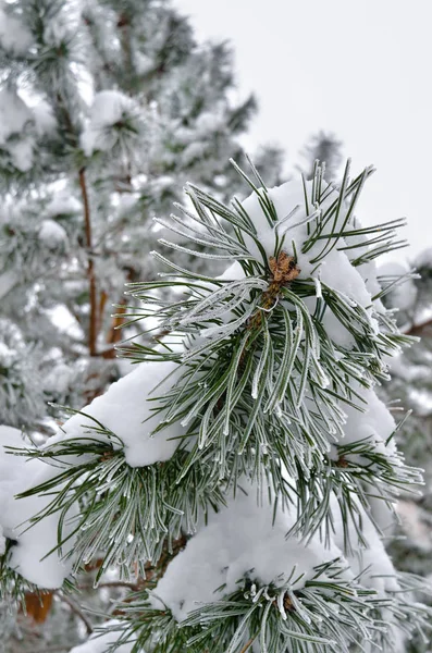 Frost Kış Ormanda Çam Iğneleri Kaplı — Stok fotoğraf