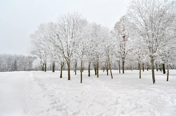 Téli Kertben Hóval Borított Fák — Stock Fotó
