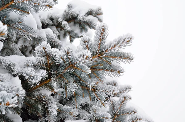 Frost Kış Ormanda Çam Iğneleri Kaplı — Stok fotoğraf