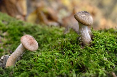 Genç, vahşi mantarlar sonbahar ormanlarında yosunların arasında yetişir..