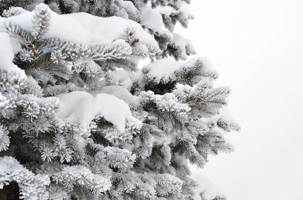 Frost Kış Ormanda Çam Iğneleri Kaplı — Stok fotoğraf