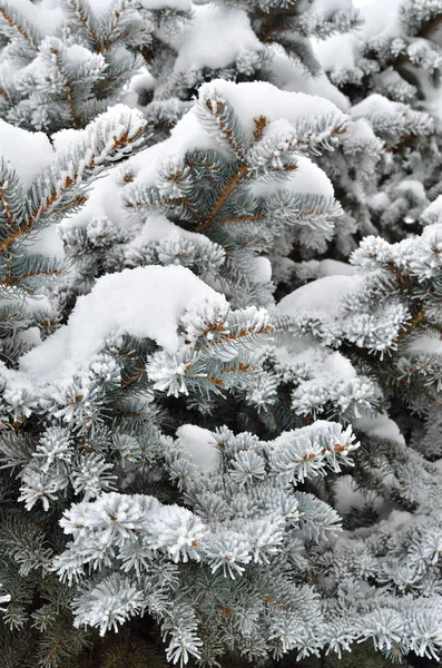 Frost Kış Ormanda Çam Iğneleri Kaplı — Stok fotoğraf