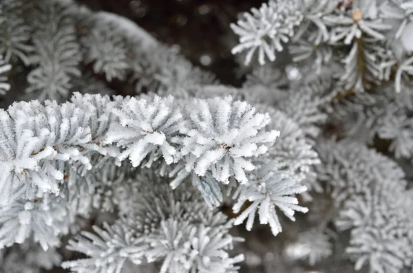 Fichtennadeln Winterwald Mit Frost Bedeckt — Stockfoto