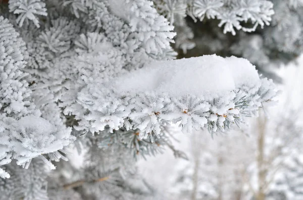 Fichtennadeln Winterwald Mit Frost Bedeckt — Stockfoto