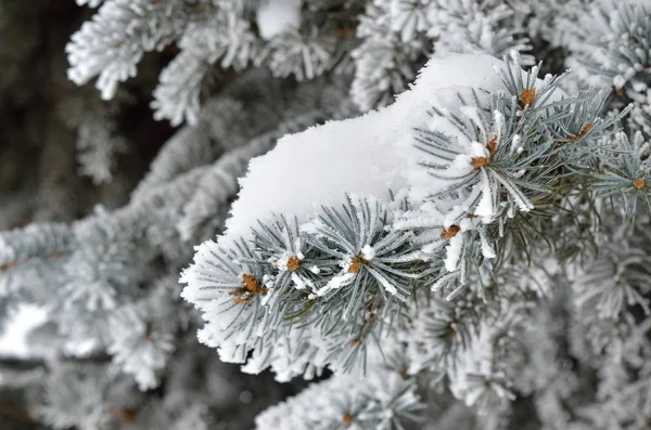 Fichtennadeln Winterwald Mit Frost Bedeckt — Stockfoto