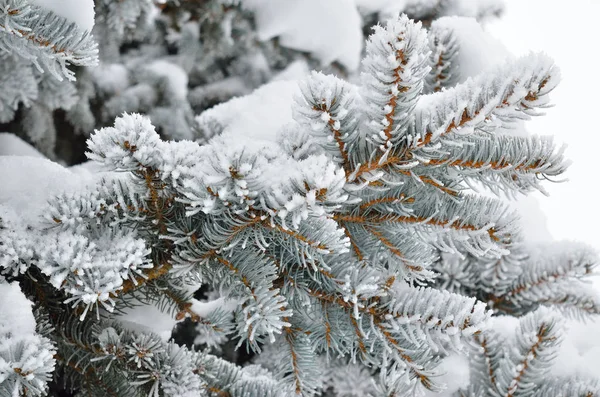 Fichtennadeln Winterwald Mit Frost Bedeckt — Stockfoto