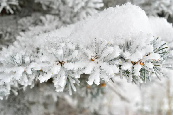 Fichtennadeln Winterwald Mit Frost Bedeckt — Stockfoto