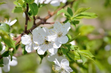 Baharda ağaçların dallarında beyaz çiçekler