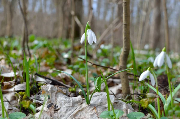 First Snowdrops Forest Spring — Stock Photo, Image