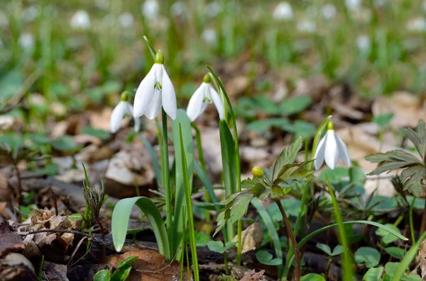 First Snowdrops Forest Spring — Stock Photo, Image