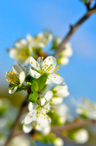 Flores Blancas Las Ramas Los Árboles Primavera —  Fotos de Stock