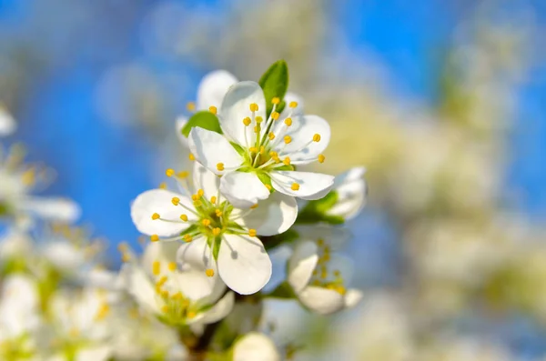 Flores Blancas Las Ramas Los Árboles Primavera —  Fotos de Stock