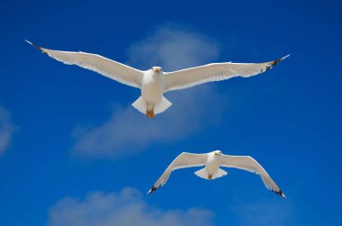 Büyük bir martı mavi gökyüzüne doğru uçar. Deniz kuşları yaklaşıyor..