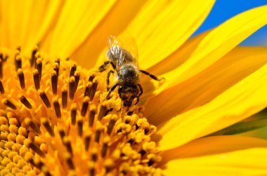Bal arısı ayçiçeğinin çiçeklerinde nektar toplar.