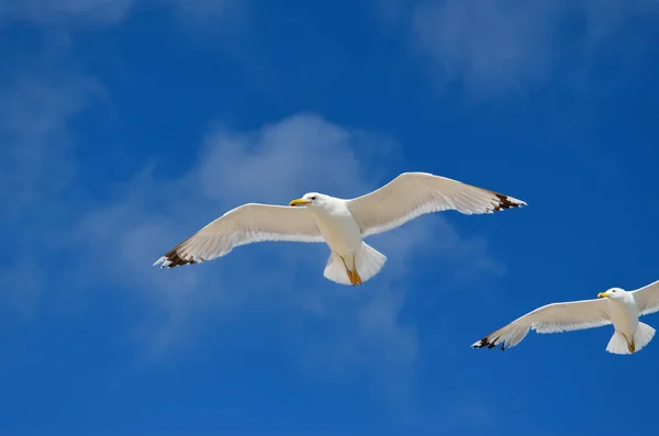 Büyük Bir Martı Mavi Gökyüzüne Doğru Uçar Deniz Kuşları Yaklaşıyor — Stok fotoğraf